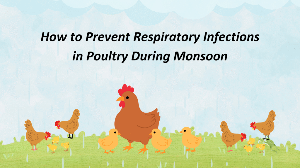 Respiratory Infections in Poultry
