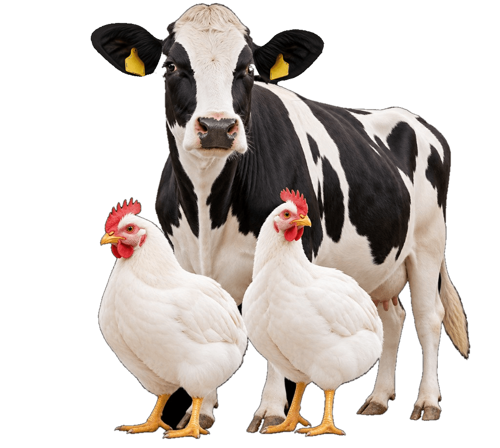 Livestock cow and poultry representing Divine Pharmaceuticals veterinary medicines