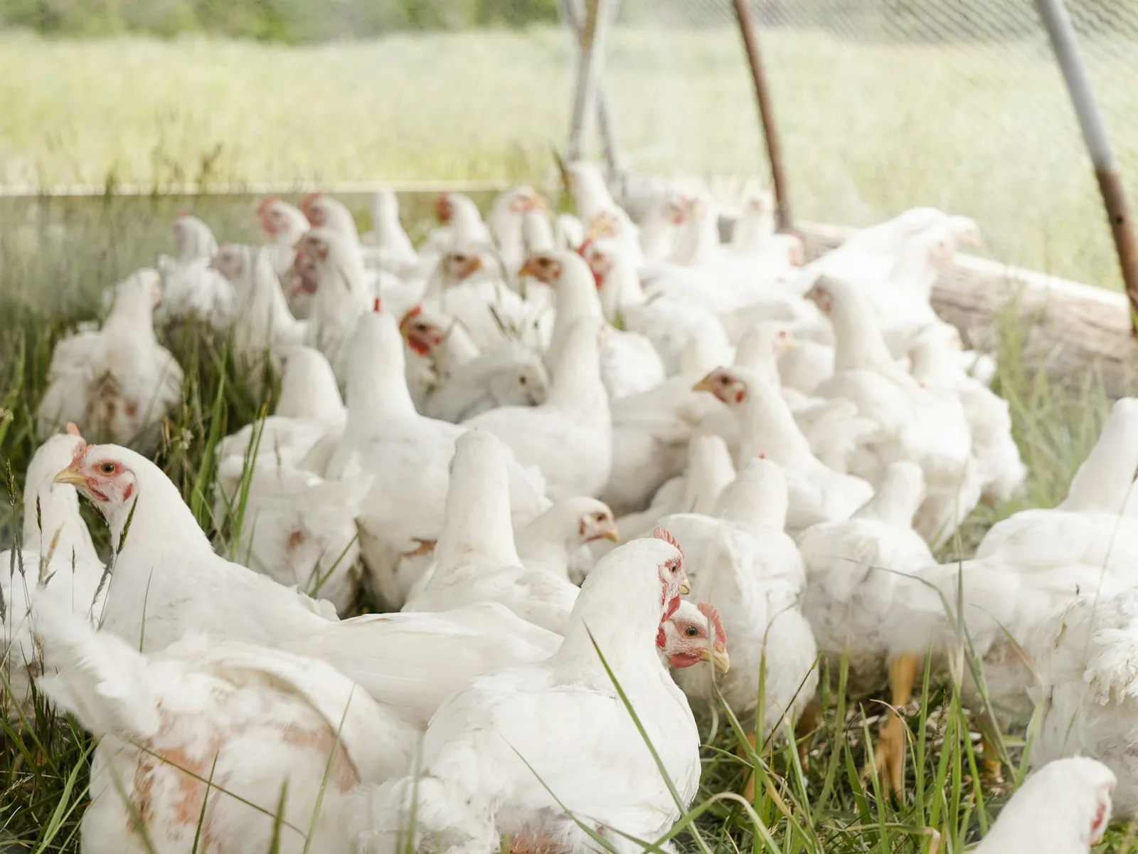 Commercial poultry farm representing veterinary pharmaceutical supply chain evaluation