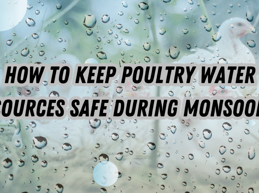 poultry water safety during monsoon