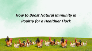 natural immunity in poultry