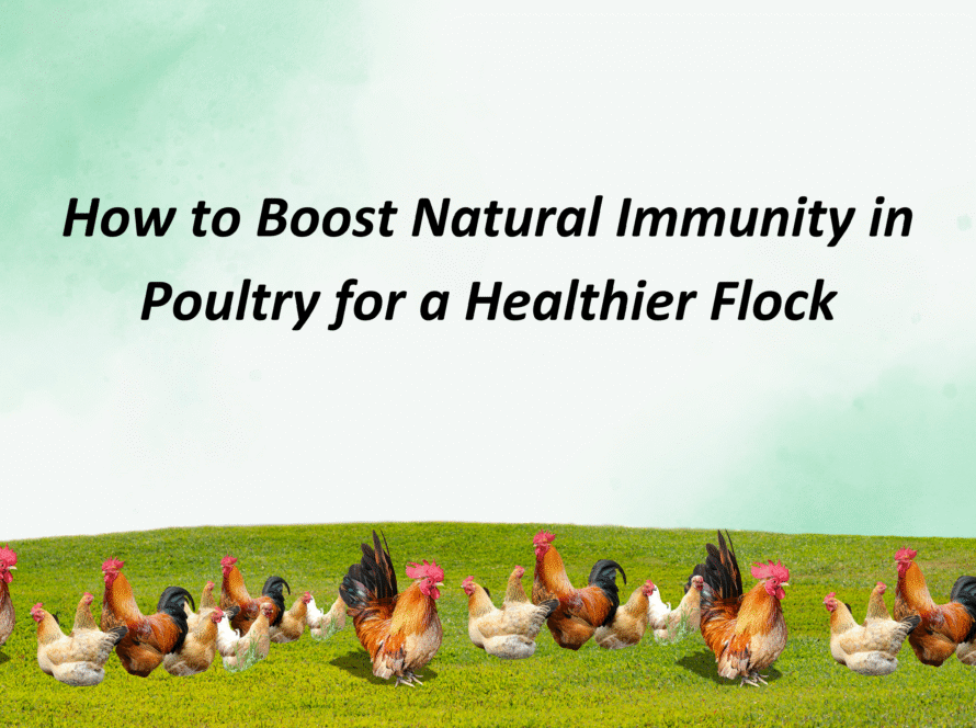natural immunity in poultry