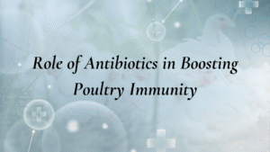 Antibiotics in Poultry