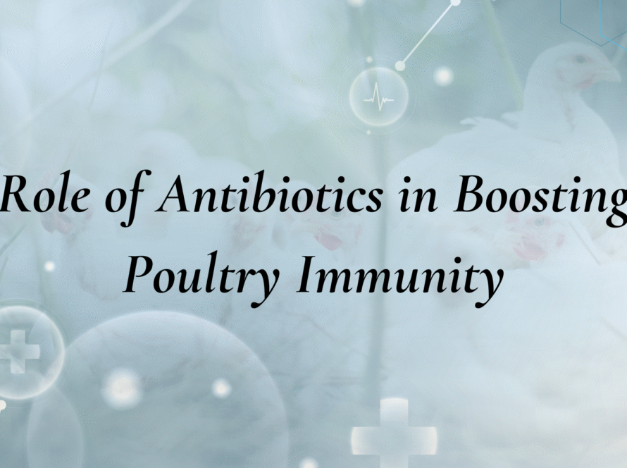 Antibiotics in Poultry
