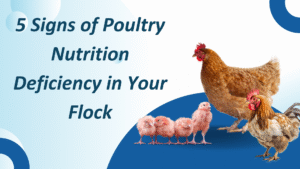 poultry nutrition deficiency