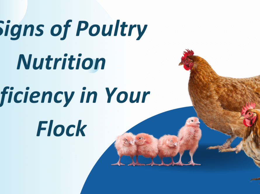 poultry nutrition deficiency